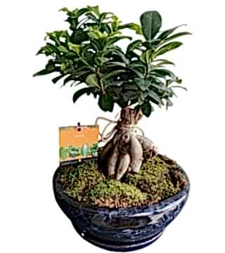 Bodur Ficus Bonsai Bitkisi