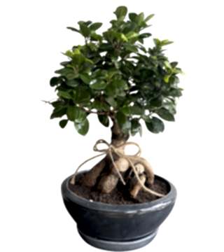 Midi Boy Ficus Bonsai 