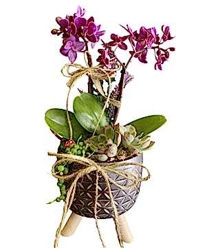 Ayaklı Saksıda Mini Orkide Teraryum 