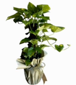 Epipremnum Aureum Mosstok (Patos Sarmaşığı)