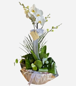 Phalaenopsis Çatallı Orkide