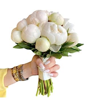 Şakayık Paeonia Gelin Çiçeği