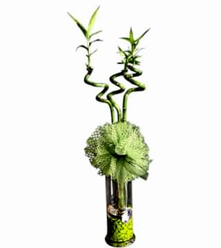 Üçlü Şans Bambusu