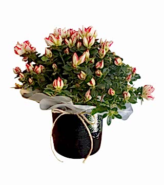 Seramikte Pembe Kırçıllı Açelya