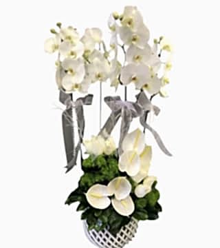 Şık Seramikte Orkide Aranjman