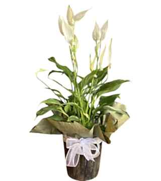 Spatifilyum Çiçeği