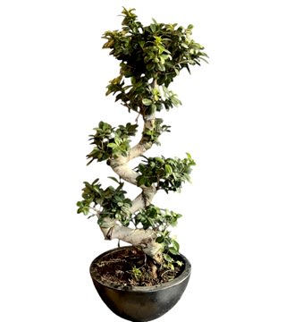 Spiral Bonsai Bitkisi