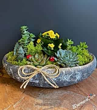 Sukulent Cennet Bahçesi