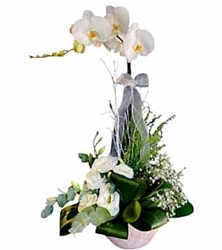 Tekli Orkide Aranjman