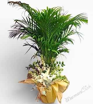 Aranjmanlı Areka Palmiyesi Saksı Çiçeği