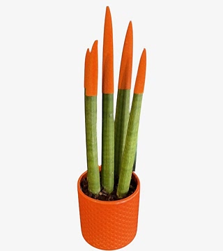 Turuncu Sansevieria