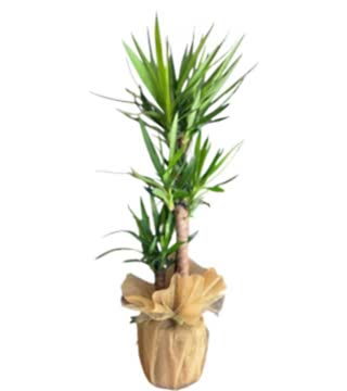 Üçlü Yucca Saksı Çiçeği