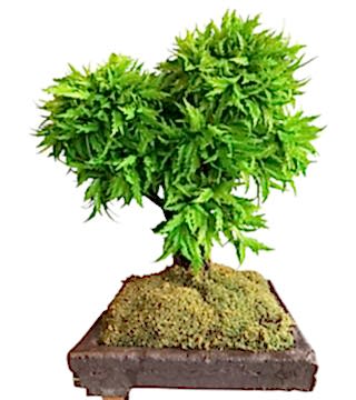 Yapay Bonsai Ağacı