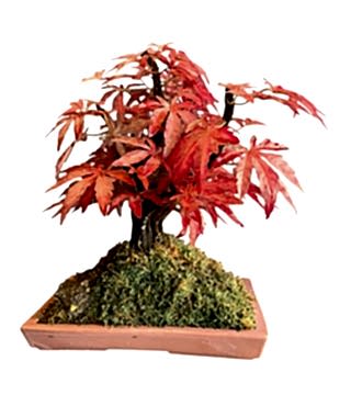 Yapay Bonsai Çınar Ağacı