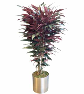 Yapay Renkli Mango Ağacı