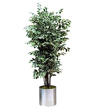 Yapma Alacalı Benjamin Ağacı